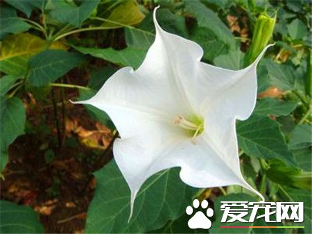 潘多拉和散花潘多拉哪个好看,潘多拉和散花潘多拉区别