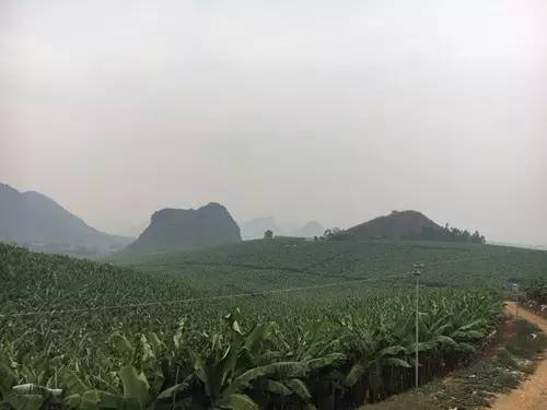 小伙千里种花生年赚四十万,小伙回乡种赣南脐橙年入百万