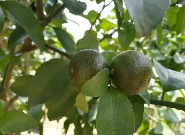 柑橘开春虫害用药,柑橘开春用什么药防虫害