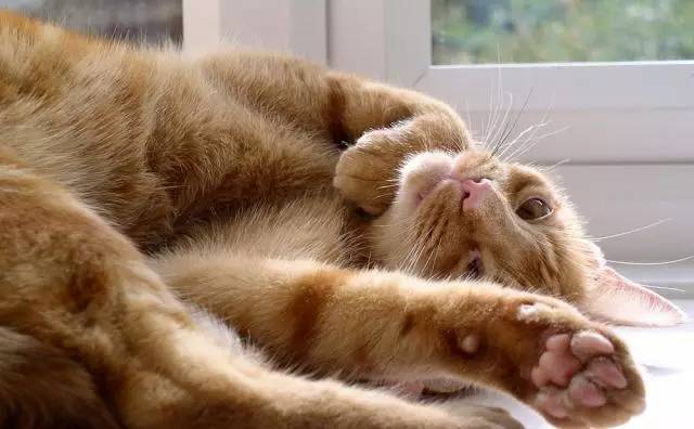 对猫咪无毒的精油,柠檬精油对猫咪有害