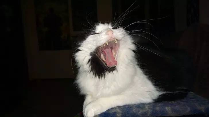 对猫咪无毒的精油,柠檬精油对猫咪有害