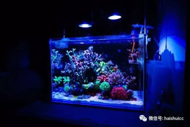 无蛋分，玩混养，还养的这么好？