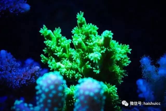 无蛋分，玩混养，还养的这么好？