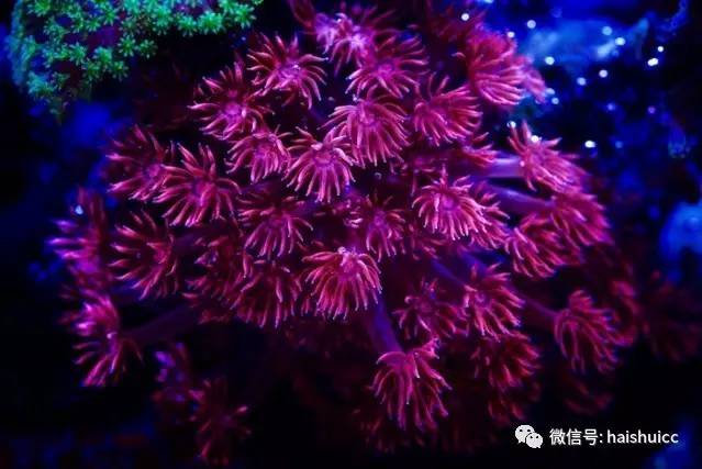 无蛋分，玩混养，还养的这么好？