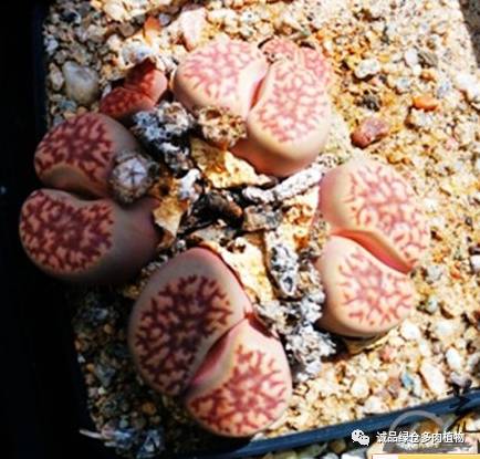 vista观天下春节旅游,vista看天下冰雪大世界