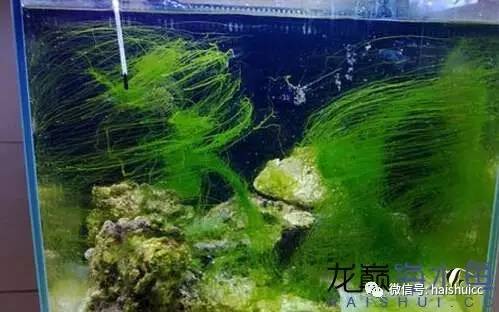 海缸活石爆藻最快要几天,怎么开爆藻灯不会爆藻