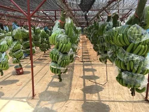 小伙千里种花生年赚四十万,小伙回乡种赣南脐橙年入百万