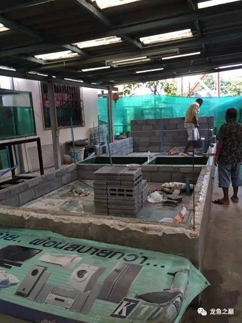 被龙鱼驱赶，哭！