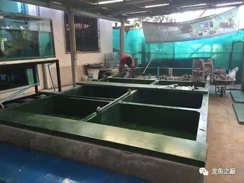 被龙鱼驱赶，哭！