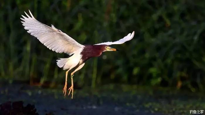 青山荒野垂钓,青山野钓哪里最好玩
