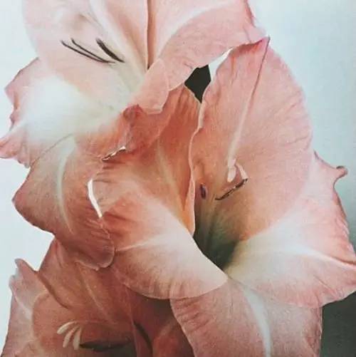 烟熏玫瑰色适合什么唇色,美容裸色口红色号