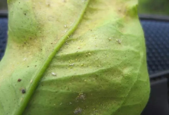 柑橘开春虫害用药,柑橘开春用什么药防虫害