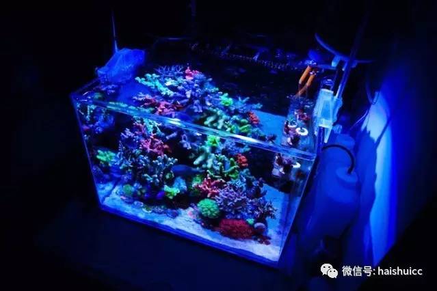 无蛋分，玩混养，还养的这么好？