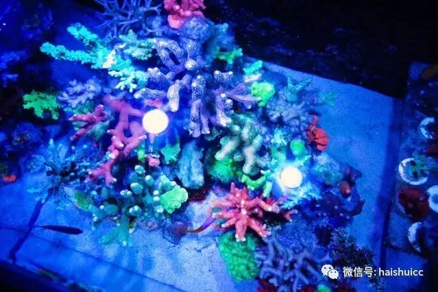 无蛋分，玩混养，还养的这么好？