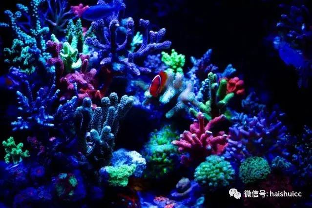 无蛋分，玩混养，还养的这么好？