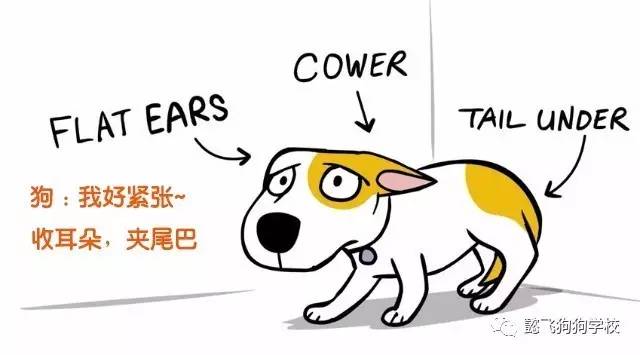 呼和浩特狗咬狗,呼和浩特被狗咬伤