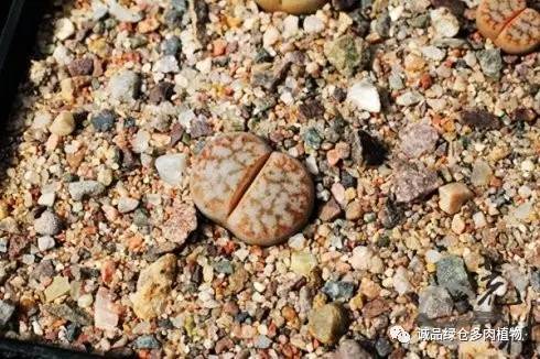 vista观天下春节旅游,vista看天下冰雪大世界