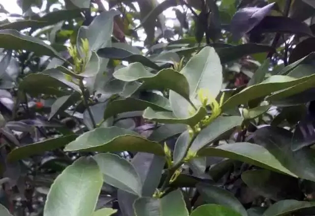 柑橘开春虫害用药,柑橘开春用什么药防虫害