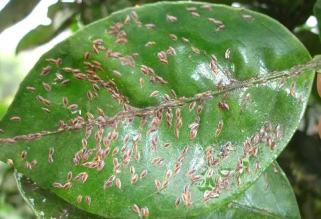 柑橘开春虫害用药,柑橘开春用什么药防虫害