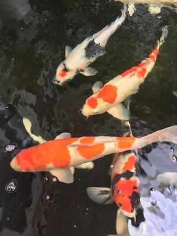 解决锦鲤疾病,锦鲤最佳治愈方法