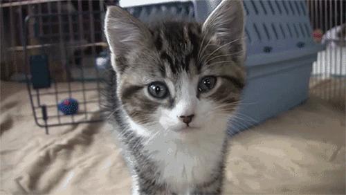 对猫咪无毒的精油,柠檬精油对猫咪有害