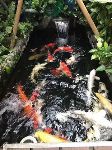 解决锦鲤疾病,锦鲤最佳治愈方法