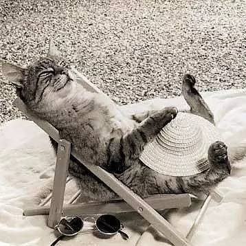 对猫咪无毒的精油,柠檬精油对猫咪有害