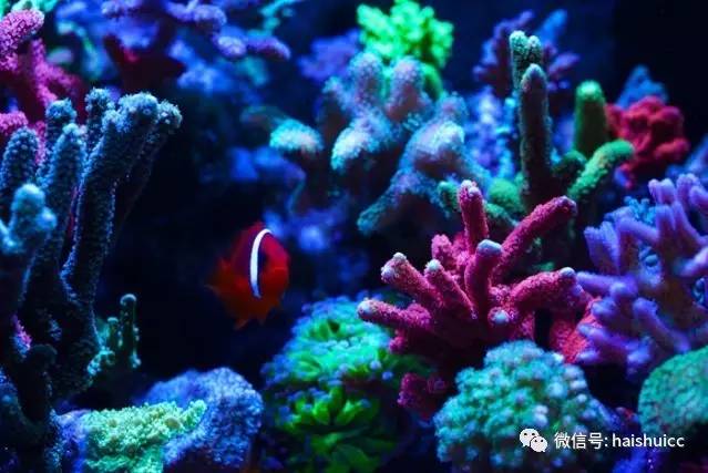 无蛋分，玩混养，还养的这么好？