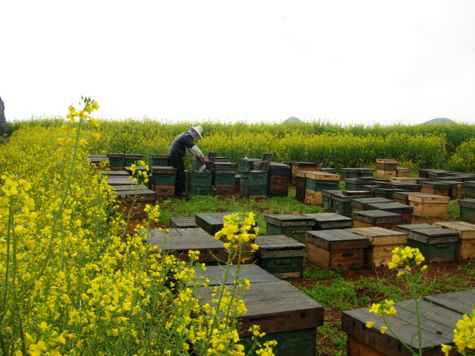 真蜂蜜和假蜂蜜的区别在哪里,买的假蜂蜜为什么有蜡一样的东西