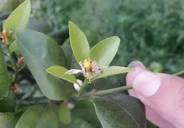 柑橘开春虫害用药,柑橘开春用什么药防虫害