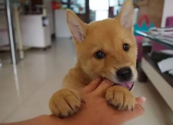 呼和浩特狗咬狗,呼和浩特被狗咬伤