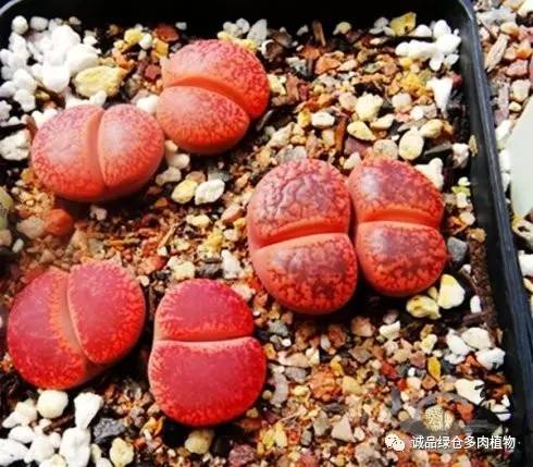 vista观天下春节旅游,vista看天下冰雪大世界