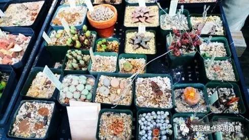 vista观天下春节旅游,vista看天下冰雪大世界