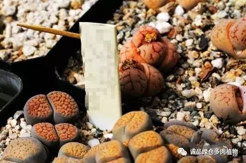 vista观天下春节旅游,vista看天下冰雪大世界