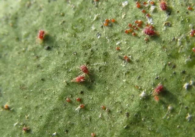 柑橘开春虫害用药,柑橘开春用什么药防虫害