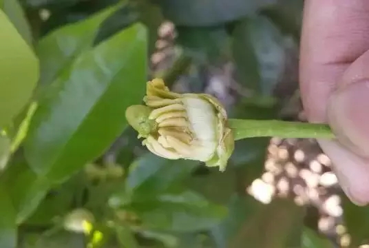 柑橘开春虫害用药,柑橘开春用什么药防虫害