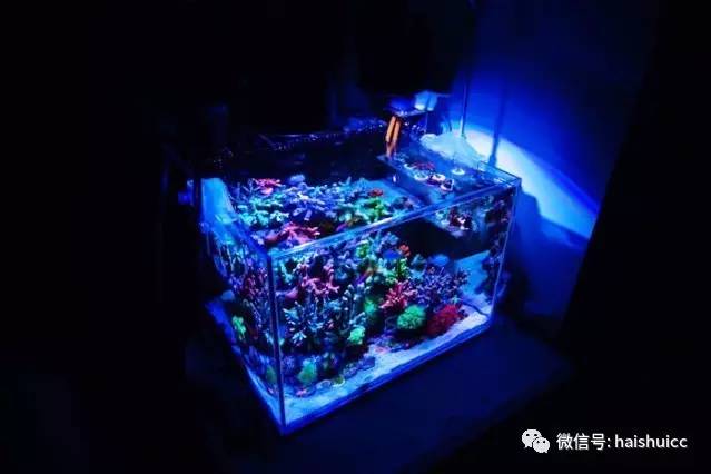 无蛋分，玩混养，还养的这么好？