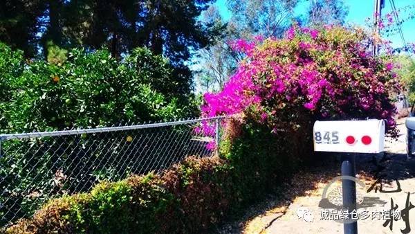 vista观天下春节旅游,vista看天下冰雪大世界