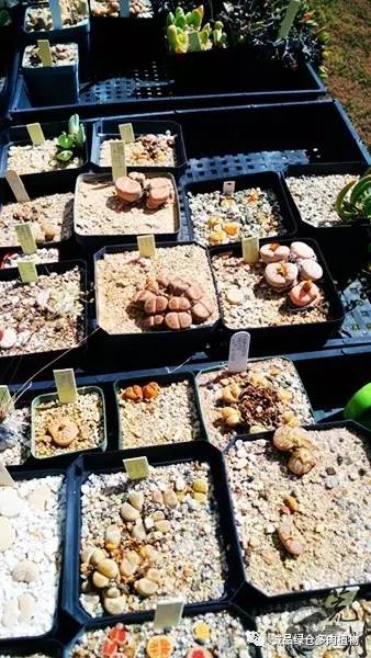 vista观天下春节旅游,vista看天下冰雪大世界