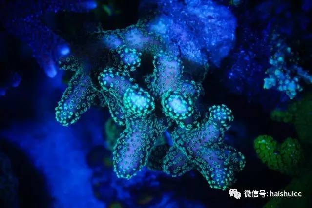 无蛋分，玩混养，还养的这么好？