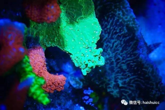 无蛋分，玩混养，还养的这么好？