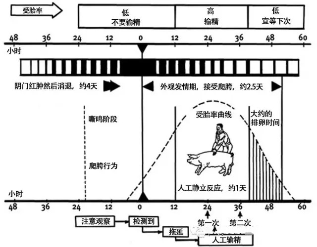 猪人工授精全流程高清,猪人工授精正确的操作方法