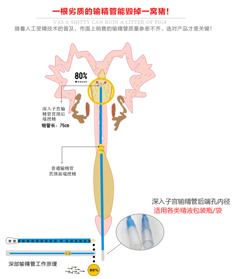 猪人工授精全流程高清,猪人工授精正确的操作方法