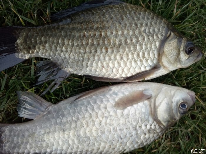 青山荒野垂钓,青山野钓哪里最好玩