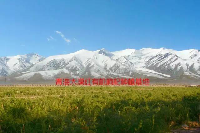 青海食用枸杞品质如何,青海的枸杞为什么那么甜