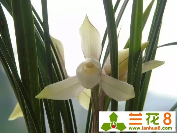 兰花红蜘蛛,兰花红蜘蛛多怎么办