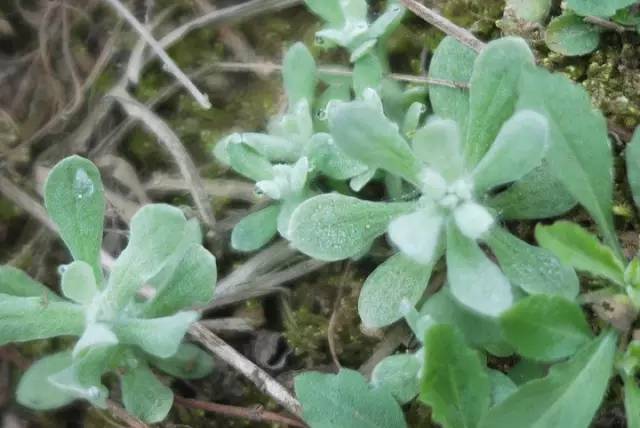 春天的野菜是大自然的馈赠,春天的野菜都是宝