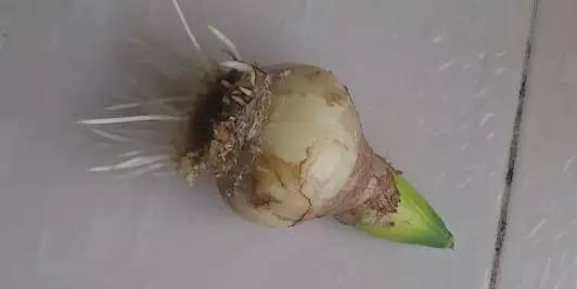 花卉烂根严重,墨兰水浇多了烂根叶黄怎么补救