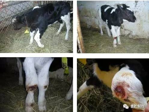 犊牛关节肿大用什么药治,新生牛犊关节肿大怎么治疗