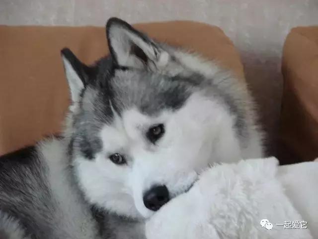 宠狗知识,宠萌指南哈士奇